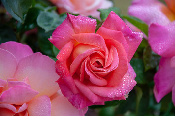 Bright pink rose