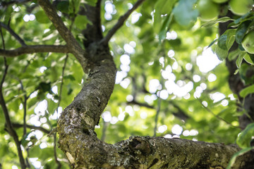 Fototapete bei efototapeten.de bestellen   