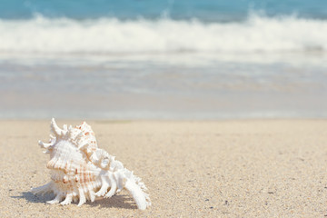 seashell on the beach