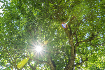 Fototapete bei efototapeten.de bestellen   