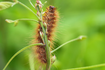 caterpillar on leaf