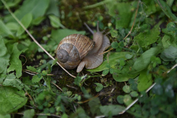 Snail