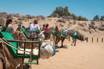 Turistas montados en camellos guiados por su domador - obrazy, fototapety, plakaty