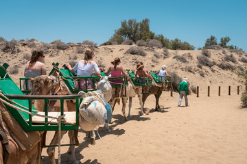 Turistas encima de camellos unos detras de otros - obrazy, fototapety, plakaty