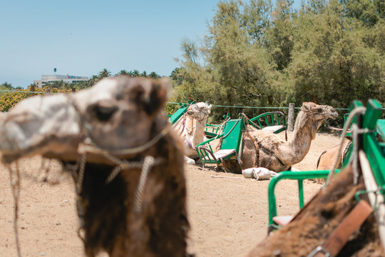 Camellos acostados descansando con primer plano de camello desenfocado