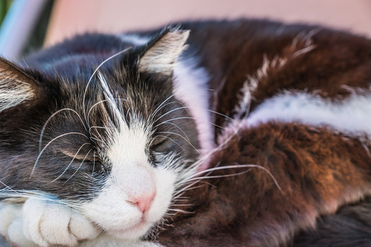 S&uuml;&szlig;e Katze