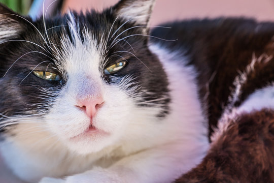 S&uuml;&szlig;e Katze