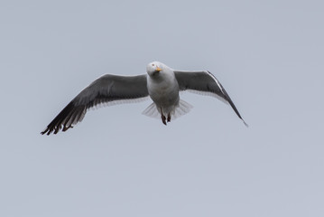 Seagull flapping wings and flying with head turned at peculiar angle.