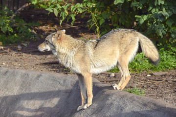a gray wolf stands on a rock and looks into the distance