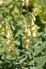 Flowers of Digitalis grandiflora or yellow big-flowered foxglove