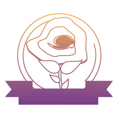 emblem of decorative ribbon and flower icon over white background, vector illustration