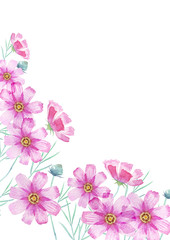 秋桜 コスモスの花 背景　水彩 イラスト