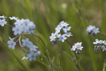 Beautiful summer floral background. Meadow flowers Myosotis close-up. Blue flower Myosotis. Macro.