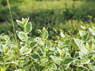 きれいな葉っぱの風景