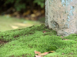 コケの生えた木の根元