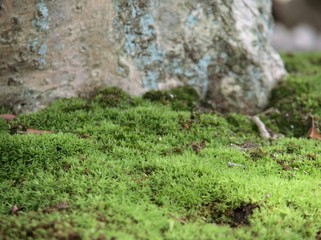 コケの生えた木の根元
