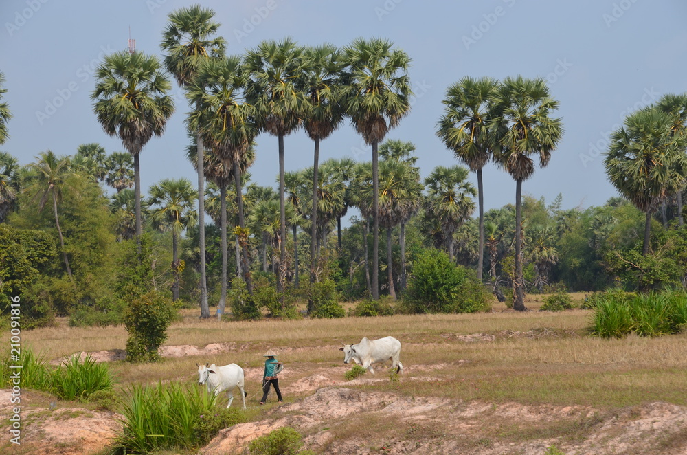 Canvas Prints cambodia nature