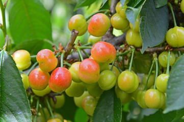 The ripe cherries are on the tree