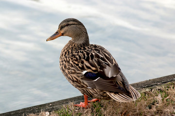 Duck standing on shore