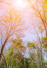 Forest with sunlight. The sun rays through branches of trees