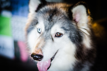 close up of  siberian husky  on floor