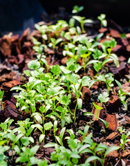 Coriander Thailand, Coriander in Thailand, Coriander in asia