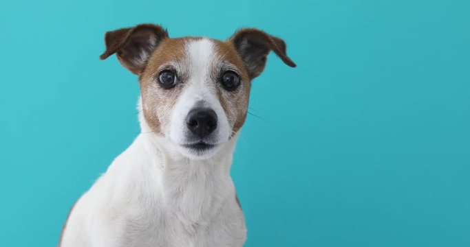 Portrait nice dog is experiencing and nervous licking licks and fussing eyes. Jack Russell Terrier sitting on a blue background