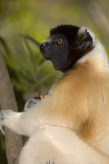 Crowned Sifaka