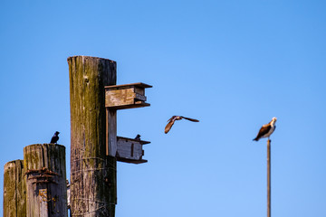 An osprey watches Purple Martins take flight from a bird box
