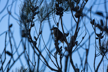Small bird in tree