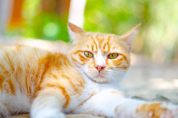 white kitty cat on floor
