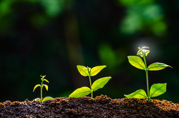 The seedling are growing from the rich soil to the morning sunlight that is shining, ecology concept.
