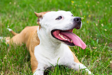 Dog having a big smile
