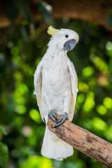 Parrot, lovely bird, animal and pet in the garden
