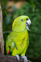 Parrot, lovely bird, animal and pet in the garden