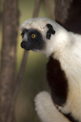 Madagascan Coquerels SIfaka