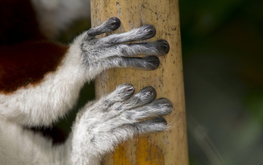 Madagascan Coquerels SIfaka