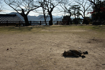 尾道の猫