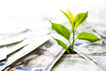 Growing Money and investments. Tree plant growth from American Banknote dollars. saving money...