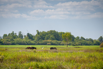 Horses in the field, Northern Territory