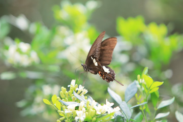 Close up butterfly on flower at hk nature park