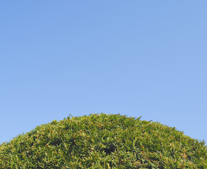 常緑　空　素材