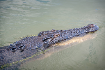 Floating crocodile, Northern Territory Australia