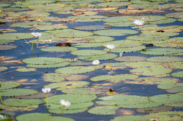 Lillypads in water, Northern Territory