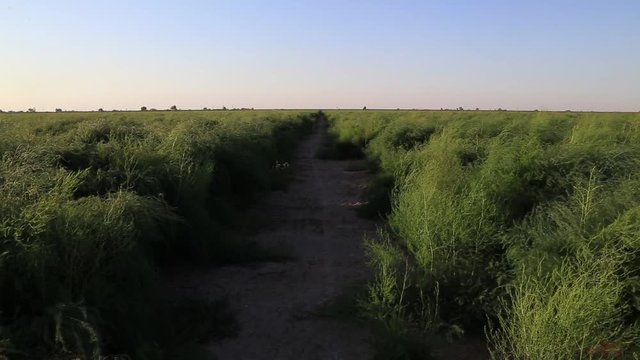 this is the footage of a asparagus