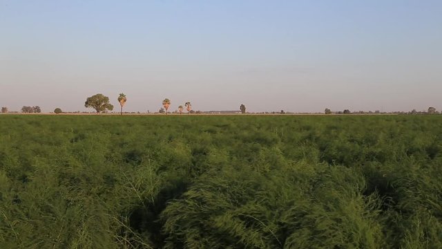 this is the footage of a asparagus