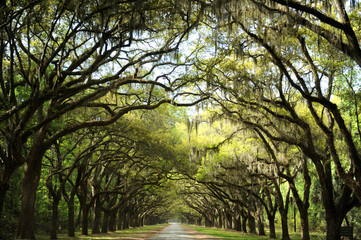 Wormsloe 3