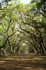 Naklejka premium Wormsloe 1