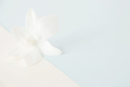 Fototapeta White orchid on pastel color background,Soft and blurry focus photo