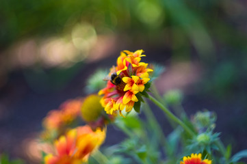 pollination by bees colorful flowers Gaillardia in the garden